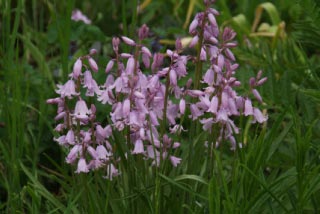 Hyacinthoides hispanica 'Roseum' Boshyacint bestellen